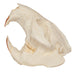 Replica American Beaver Skull