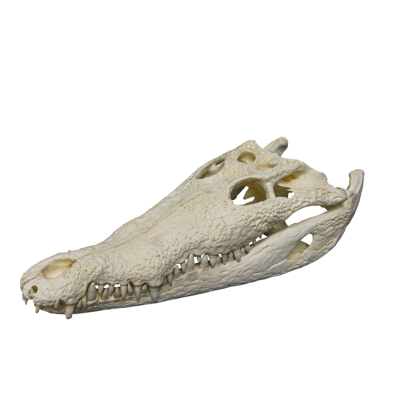 Replica American Crocodile Skull (21")