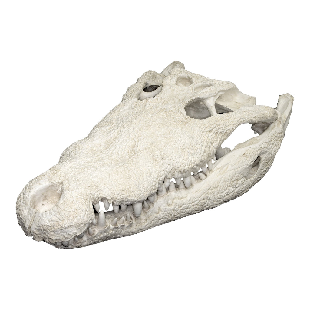Replica American Crocodile Skull For Sale — Skulls Unlimited