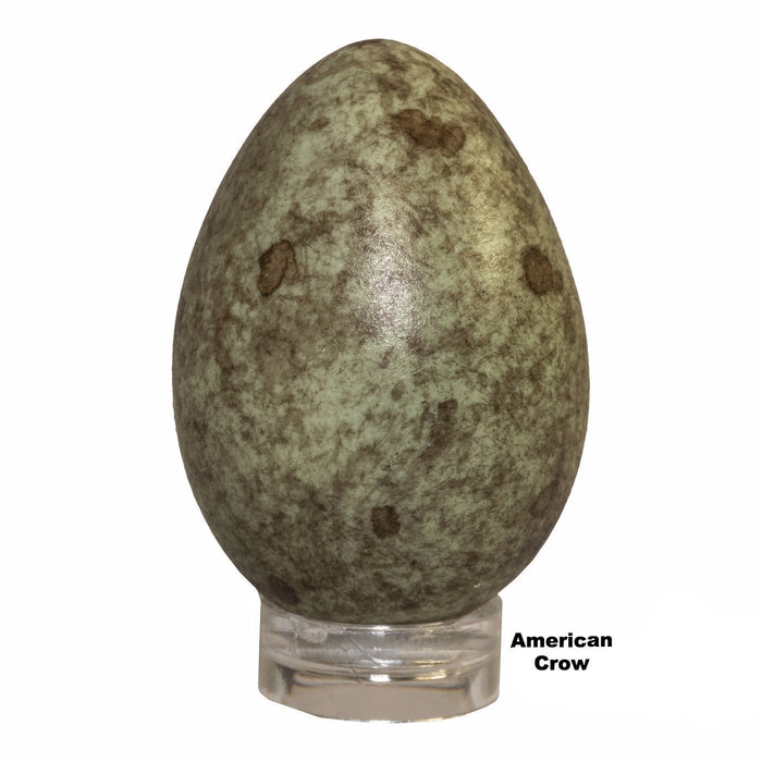 Replica American Crow Egg (42mm)