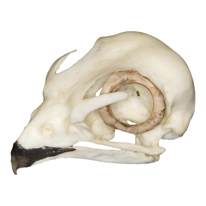 Replica American Kestrel Skull