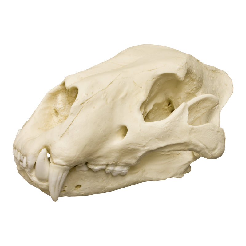 Replica American Lion Skull - Felis atrox