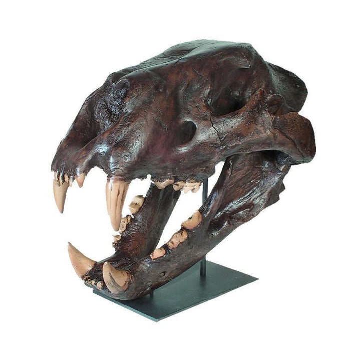 Replica American Lion Skull