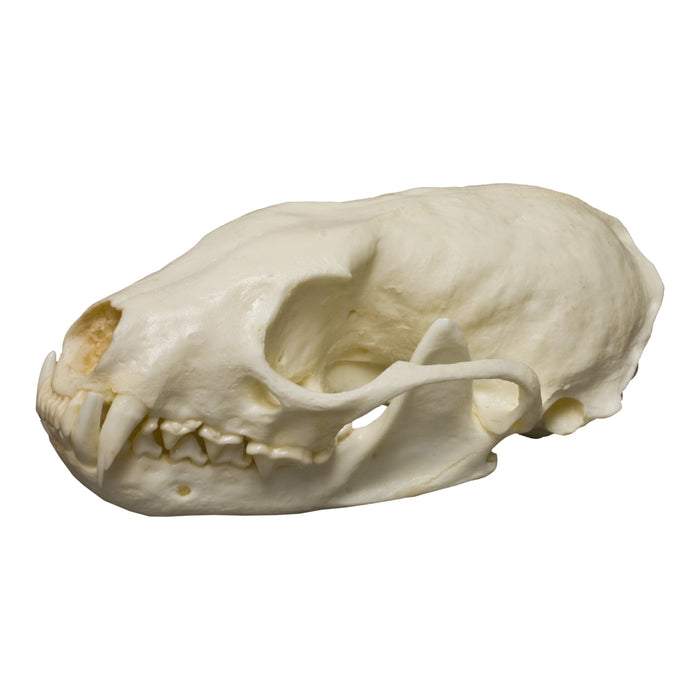 Replica American Marten Skull