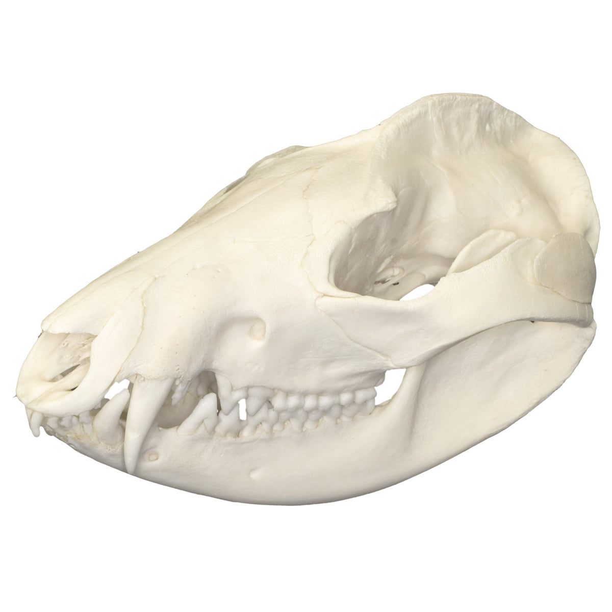 Real American Opossum Skull For Sale — Skulls Unlimited International, Inc.