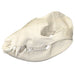 Real American Opossum Skull