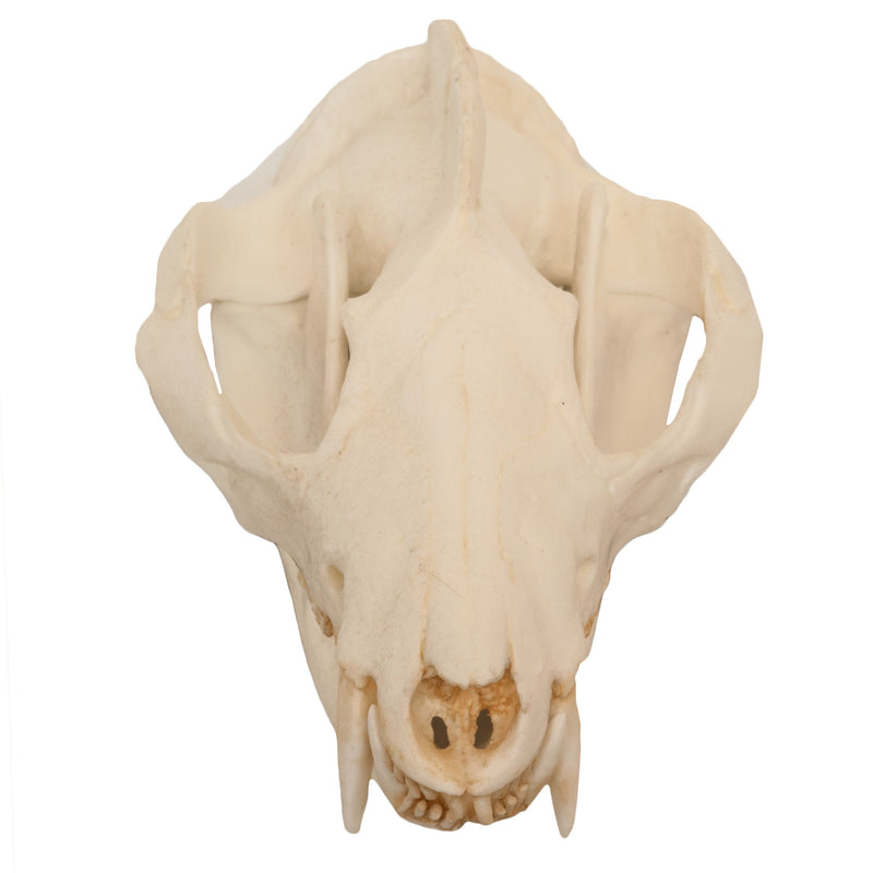 Replica American Opossum Skull