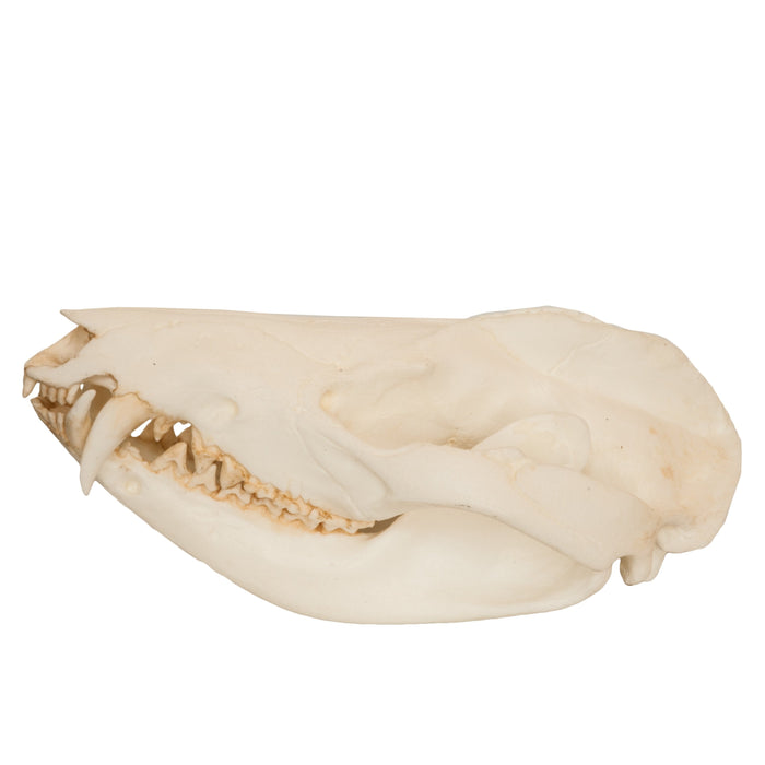Replica American Opossum Skull