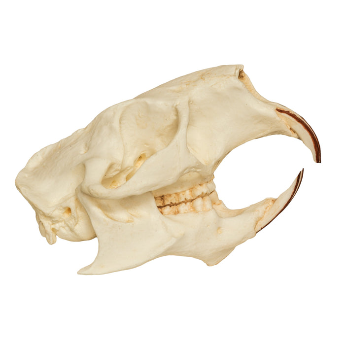 Replica American Porcupine Skull