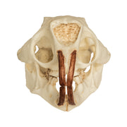 Replica American Porcupine Skull