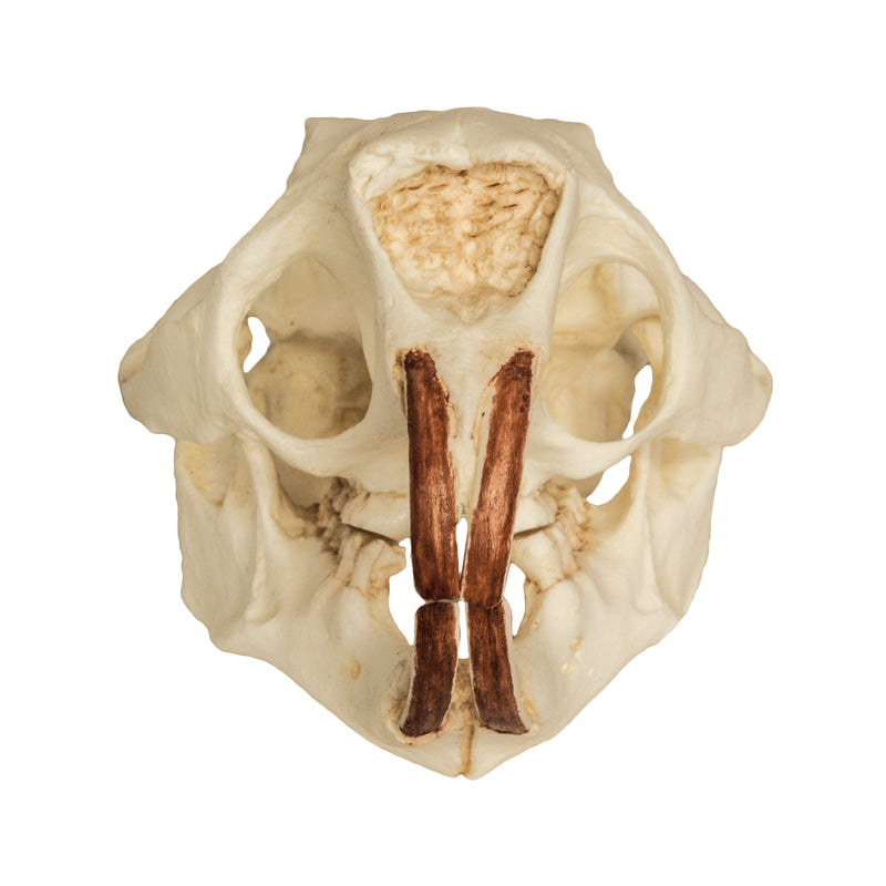 Replica American Porcupine Skull