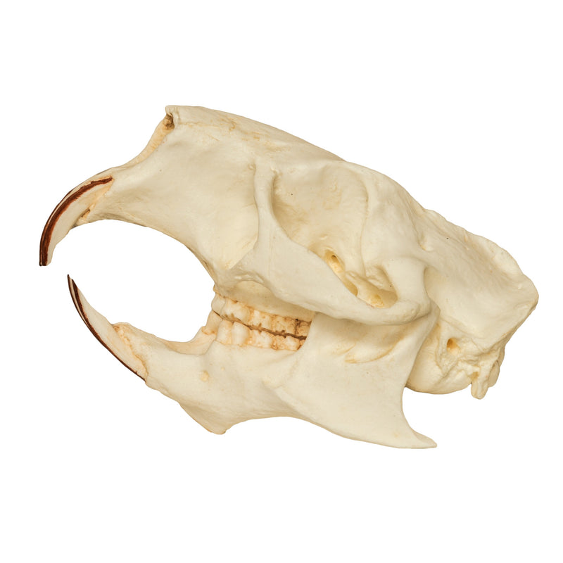 Replica American Porcupine Skull