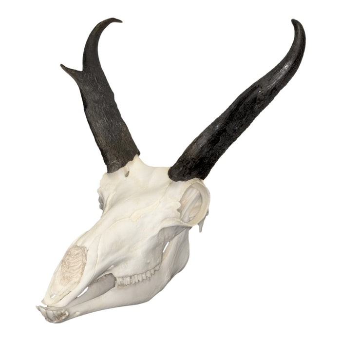 Replica American Pronghorn Skull
