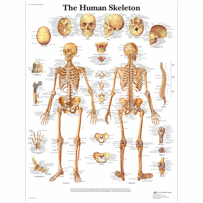 Human Skeleton Chart - Laminated
