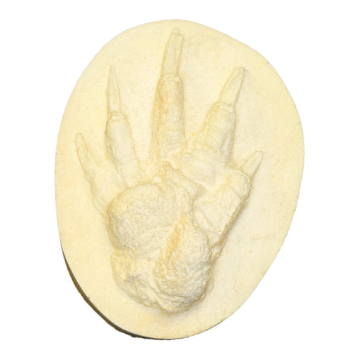 Replica American Beaver Negative Footprint