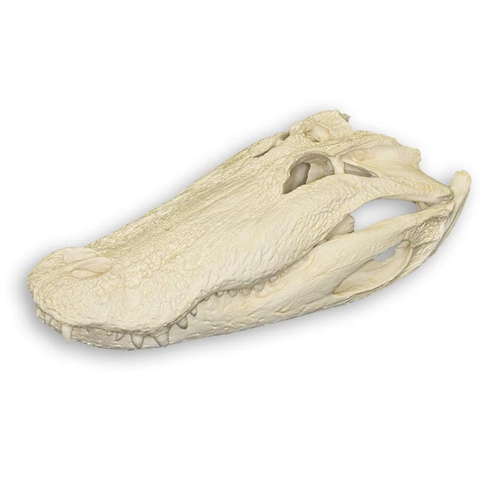 Replica American Alligator Skull (25")