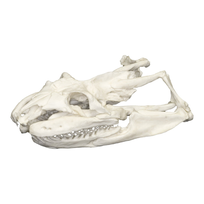 Replica Anaconda Skull