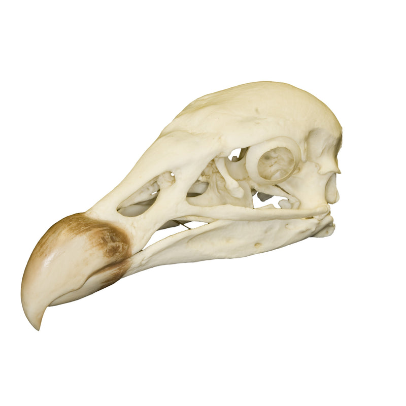 Replica Andean Condor Skull