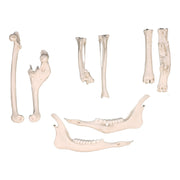 Replica Animal Pathology Bone Set
