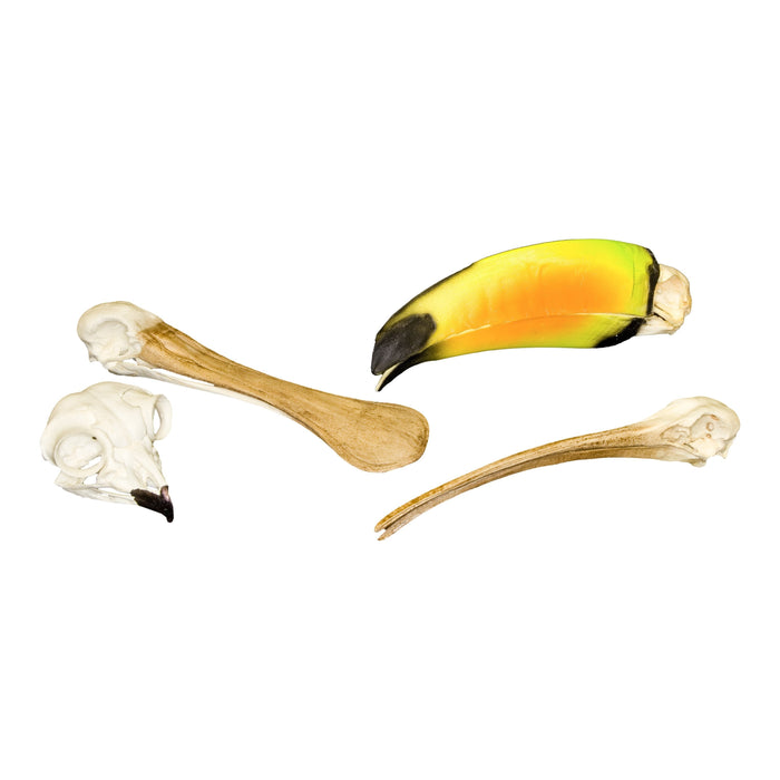 Replica Animal Adaptation Skull Kit - Birds