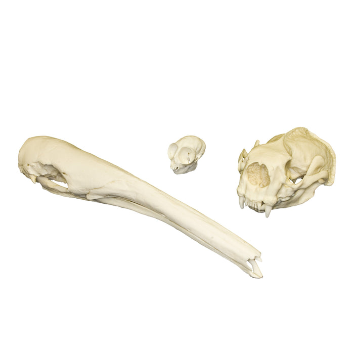 Replica Comparative Skull Kit - Mammal Adaptations
