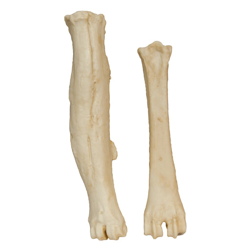 Replica Animal Pathology Bone Set