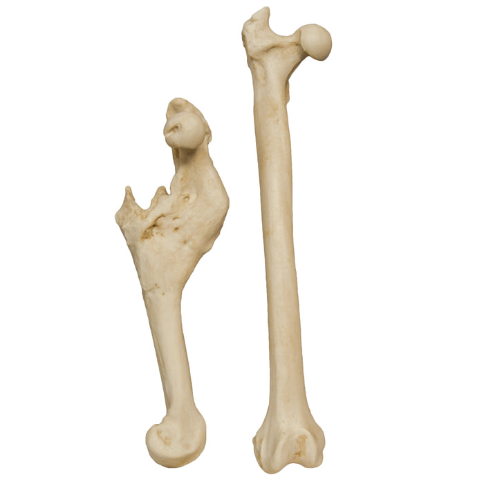 Replica Animal Pathology Bone Set