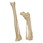 Replica Animal Pathology Bone Set