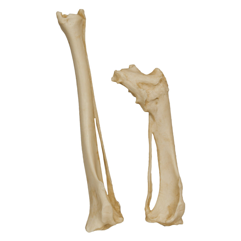 Replica Animal Pathology Bone Set