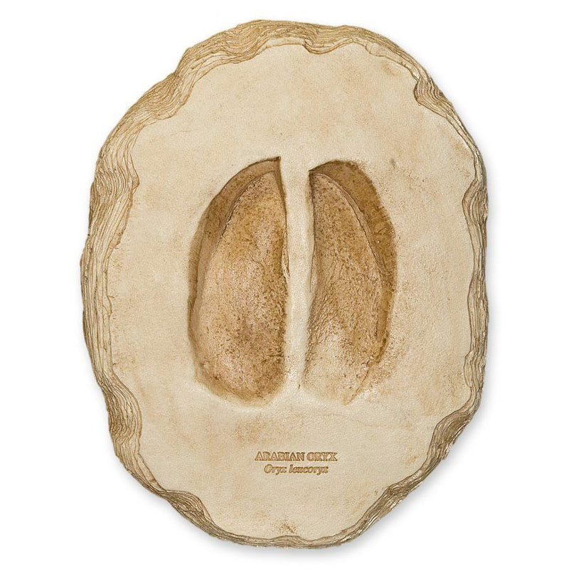 Replica Arabian Oryx Footprint