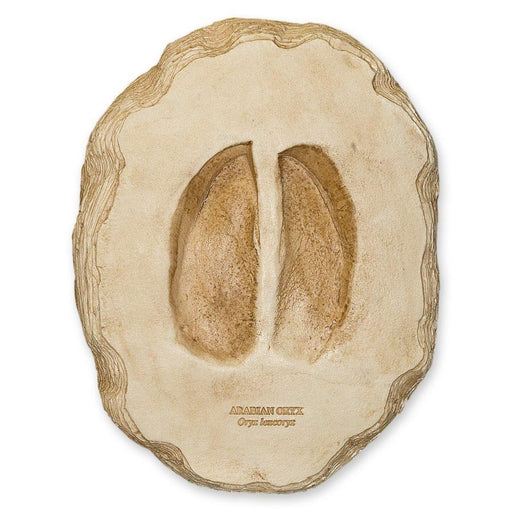 Replica Arabian Oryx Footprint