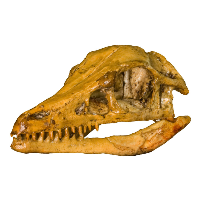 Replica Archaeopteryx Skull