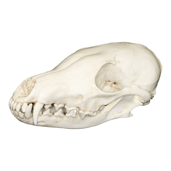 Replica Arctic Fox Skull