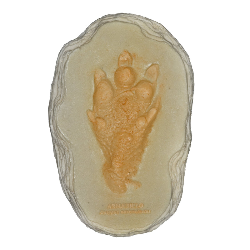 Replica Nine-banded Armadillo Footprint