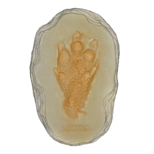Replica Nine-banded Armadillo Footprint