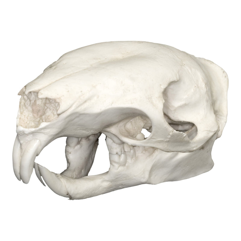 Replica Asian Brush-tailed Porcupine Skull