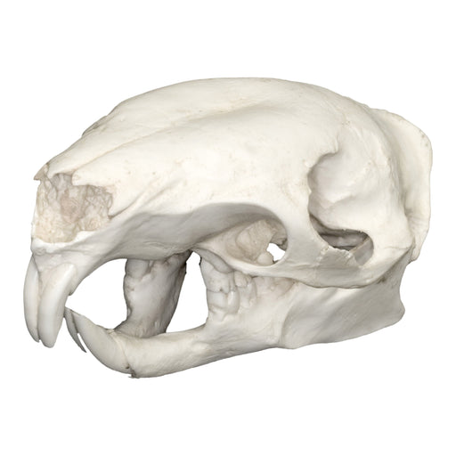 Replica Asian Brush-tailed Porcupine Skull
