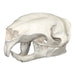 Replica Asian Brush-tailed Porcupine Skull
