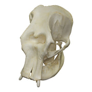 Replica Asian Elephant Skull - Female