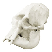 Replica Asian Elephant Skull - Female