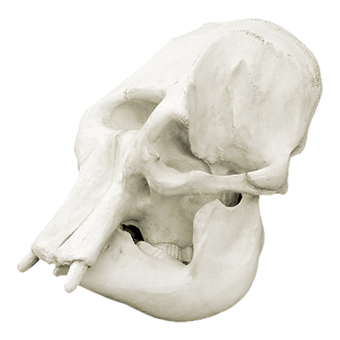 Replica Asian Elephant Skull