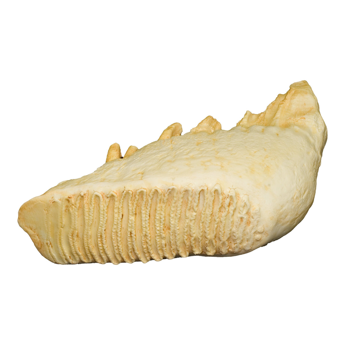 Elephant Tooth Shell Replica Asian Elephant Tooth For Sale — Skulls Unlimited International ...
