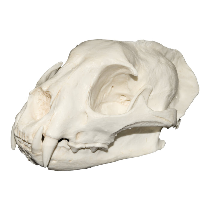 Replica Asian Golden Cat Skull