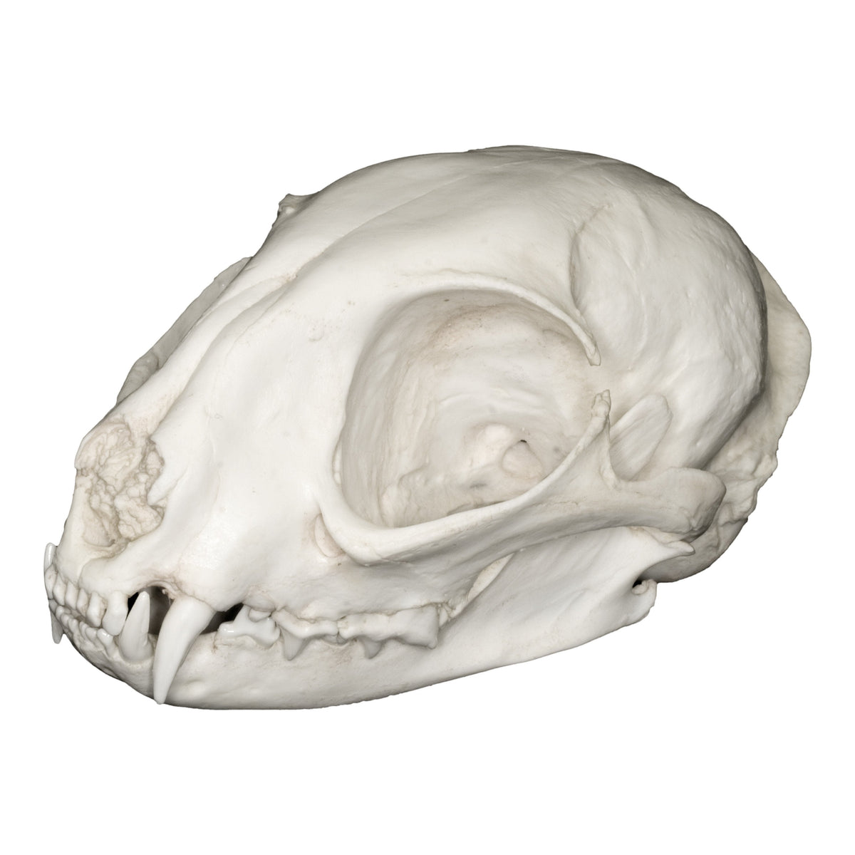高品質！ネコの頭骨　３点セット　SKULLS UNLIMITED社 Replica Asian Jungle Cat Skull For Sale — Skulls Unlimited
