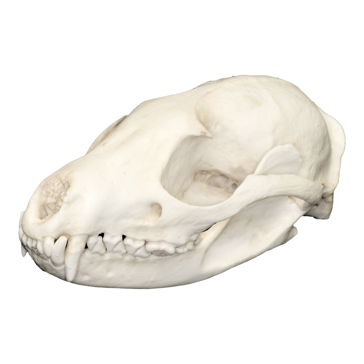 Replica Asian Palm Civet Skull For Sale — Skulls Unlimited