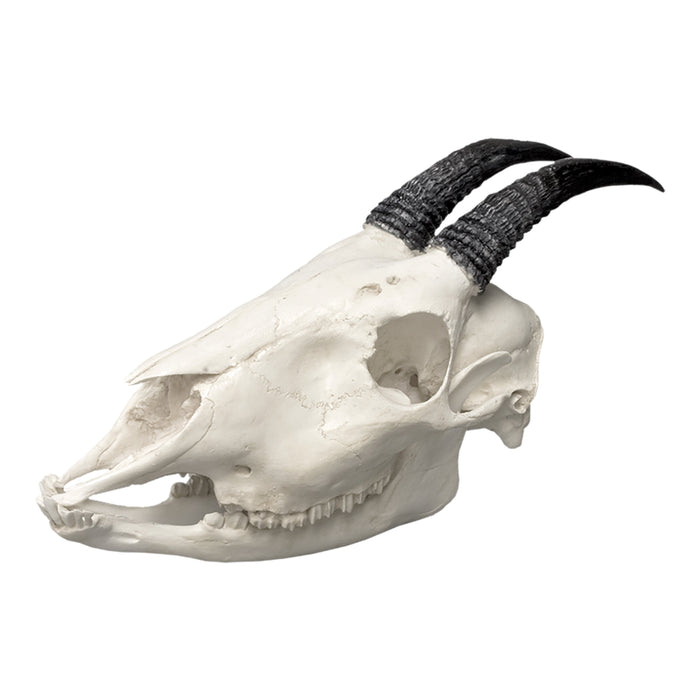 Replica Asian Serow Skull