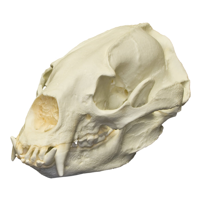 Replica Asiatic Black Bear Skull