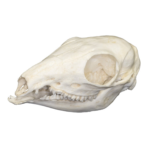 Replica Asiatic Mouse Deer Skull