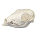 Replica Asiatic Mouse Deer Skull