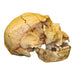 Replica Atapuerca 5 Skull